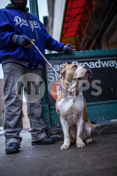 Pit Bill on leash on Lower East Side outside East Broadway F Train subway station in winter