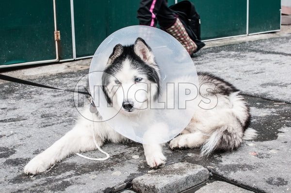 dog with E-Collar on cold winter street