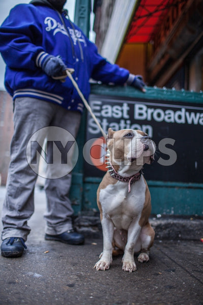 dog and man in Dodgers jacket - Pit Bill on leash on Lower East Side outside East Broadway F Train subway station in winter