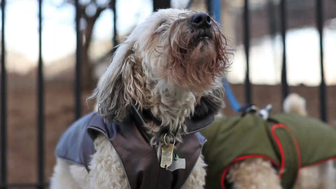 Poodles barking in cold winter