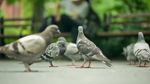 pigeons on the ground in summer with Washington Square Park benches in background in NYC