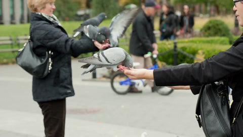 people feeding pigeons on fall day in Washington Square Park in NYC