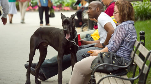 Doberman Pinscher dog with owner on park bench on summer day in NYC