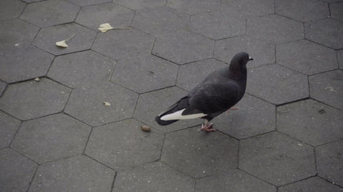 pigeon tip-toeing in park - bird walking in slow motion