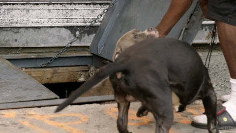 petting guard dogs emerging from gritty cellar on street, pit bull and bulldog