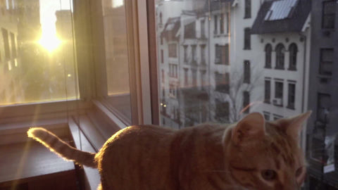 Tabby cat walking away from sunset on window sill