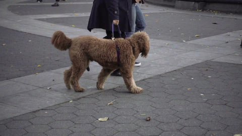 woman walking dog through park on fall day