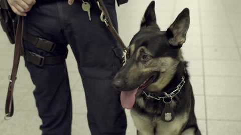 close-up of police dog in subway staiton - NYPD German Shepherd