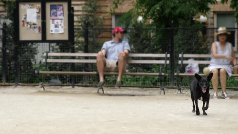 fetching ball - black mutt running and catching in mouth in Washington Square Park dog run - 4K and 1080 in NYC