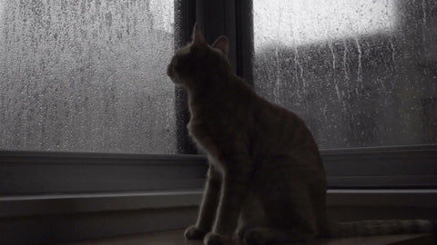 house cat looking up out window with rain drops on gloomy day
