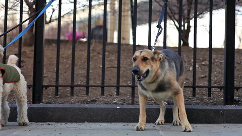 German Shepherd and Poodle on leashes barking - tied to bars outside in cold winter - freezing dogs