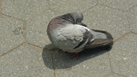 pigeon cleaning itself on bright sunny day - closeup on bird on street