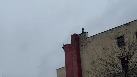 birds departing taking flight - pigeons flying off building ledge over gray sky in urban city scene