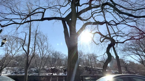 bare trees benches and cars parked around perimeter of Central Park cold winter day Manhattan New York City NYC