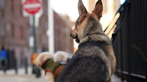 German Shepherd in cold winter - Brooklyn dogs leashes tied to park fence outside