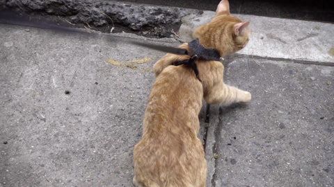 orange tabby cat with harness on leash walking in street - kitten being walked
