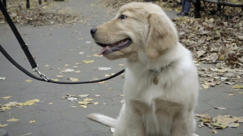 adorable fluffy white Golden Retriever - cute dog on leash looking up at owner
