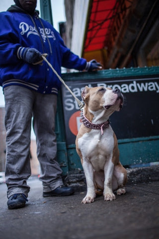 Pit Bill on leash on Lower East Side outside East Broadway F Train subway station in winter