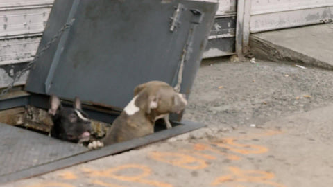 Pit Bull and Bulldog peeking out from cellar door in street - dogs coming from trap door