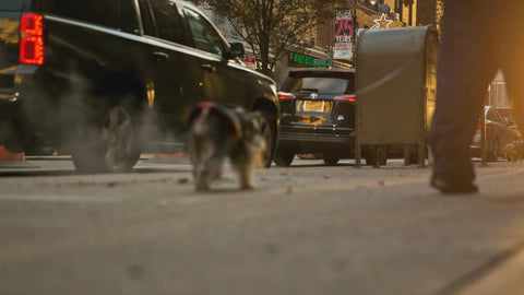 dog walking by on leash in early morning street with steam in NYC 4K