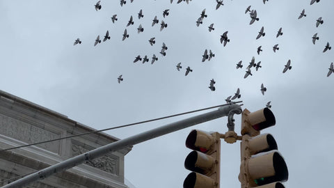 pigeons flocking over Washington Square Park arch over gray cloudy sky New York City NYC
