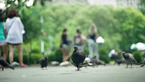 low angle of pigeons on ground - birds cleaning themselves on summer day in Washington Square Park in NYC