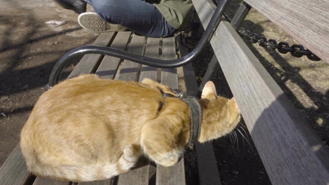 orange Tabby cat scared on bench in Washington Square Park with arch in background in NYC