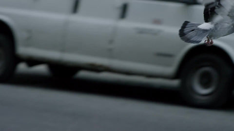 pigeon flying free in SoHo, morning in Lower Manhattan NYC