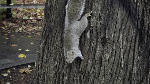 cute squirrel on tree in slow motion