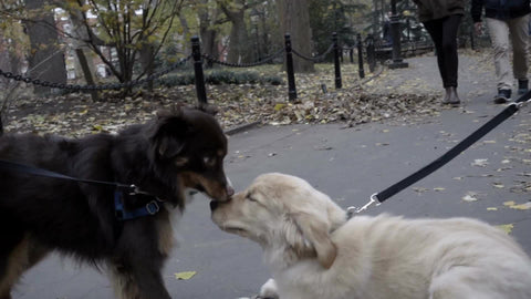 two dogs - brown and white puppies getting to know each other, sniffing in slow motion on leashes