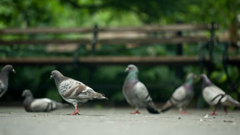 pigeon pecking and cleaning himself - nibbling at own tail with park benches in NYC
