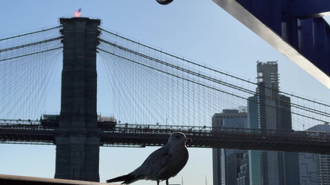 seagull perched near Brooklyn Bridge with American flag waving in sky in Lower Manhattan New York City NYC