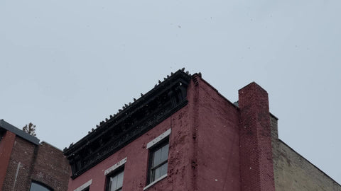 pigeons flying to rooftop ledge - birds congregating in flock on red brick building in city - snowing in winter