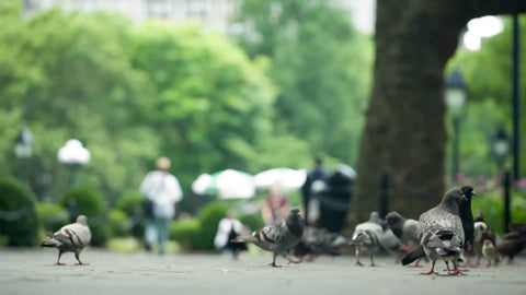 pigeons walking in Washington Square Park on beautiful summer day in NYC