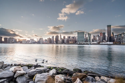 ducks in East River - view from Brooklyn with rocks in foreground and Manhattan skyline in background at sunset in early evening
