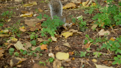 closeup on squirrel searching for a nut