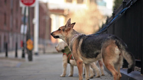 German Shepherd barking - dog very cold in winter - Brooklyn