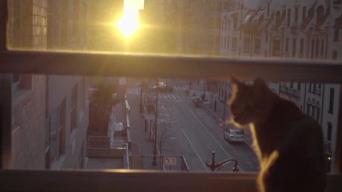 cat sitting on apartment interior window sill looking at sunset between buildings in New York City