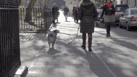 woman walking dog toward Washington Square Park on cold sunny winter day