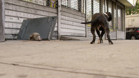 French Bulldog wagging tail, Pit Bull peeking out of cellar door on street in Harlem NYC on summer morning