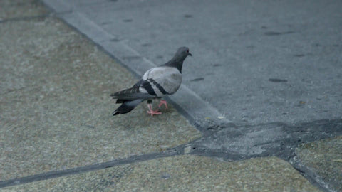 pigeon walking onto sidewalk in New York City street in slow motion