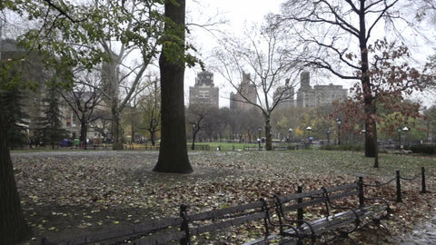 panning in Washington Square Park on wet rainy day with beautiful trees and leaves on ground
