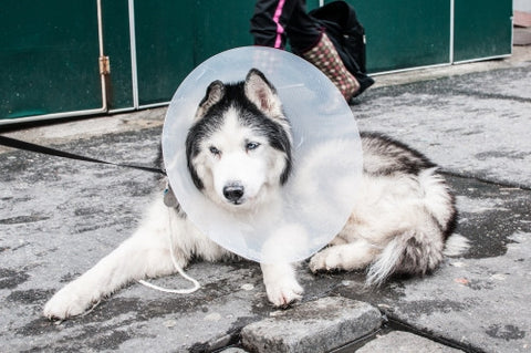 dog with E-Collar on cold winter street