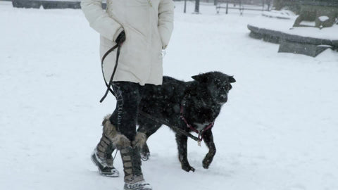 woman walking black dog in winter blizzard snowstorm - snowing in Washington Square Park - dog rolling around in snow on ground