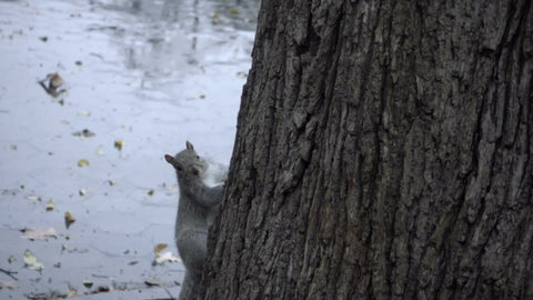 squirrel running up tree in Washington Square Park - rainy - wet fall day in slow motion