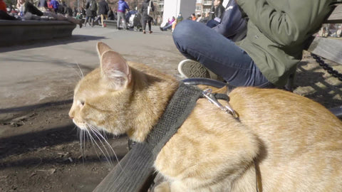 cat on leash and harness in Washington Square Park - orange tabby kitten sitting on bench in fall or winter in New York City NYC