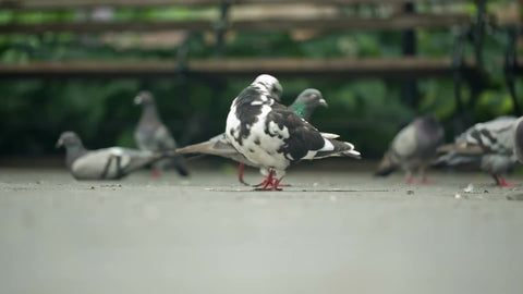 pigeons pecking at ground in Washington Square Park in NYC