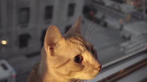orange Tabby cat looking up on window sill