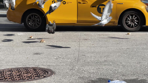 flock pigeons flying away taxi cab opening door woman mask delivery man bicycle New York City NYC shorter