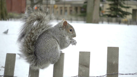 close-up of squirrel sitting on fence eating nut chewing acorn white snow winter day